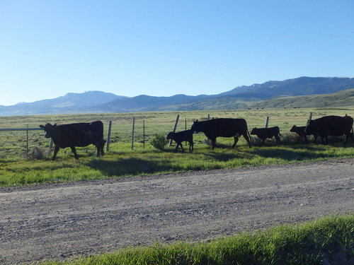 GDMBR: This is the cow leader of the forth echelon of cattle.